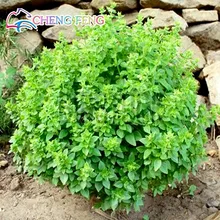 100pcs Large Leaf Basil Seeds japanese Ocimum Basilicumspices Aromatic Herb Seeds Very Easy Grow Free Shipping