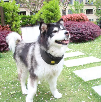 

Dog Cooling Collar