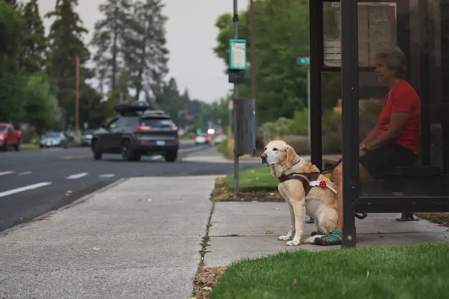 RUFFWEAR-Beacon Безопасный свет для собак, прозрачное озеро