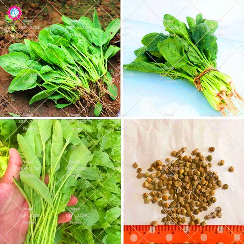 100PCS Heirloom Green Malabar Spinach Seeds Organic Vegetable Seeds