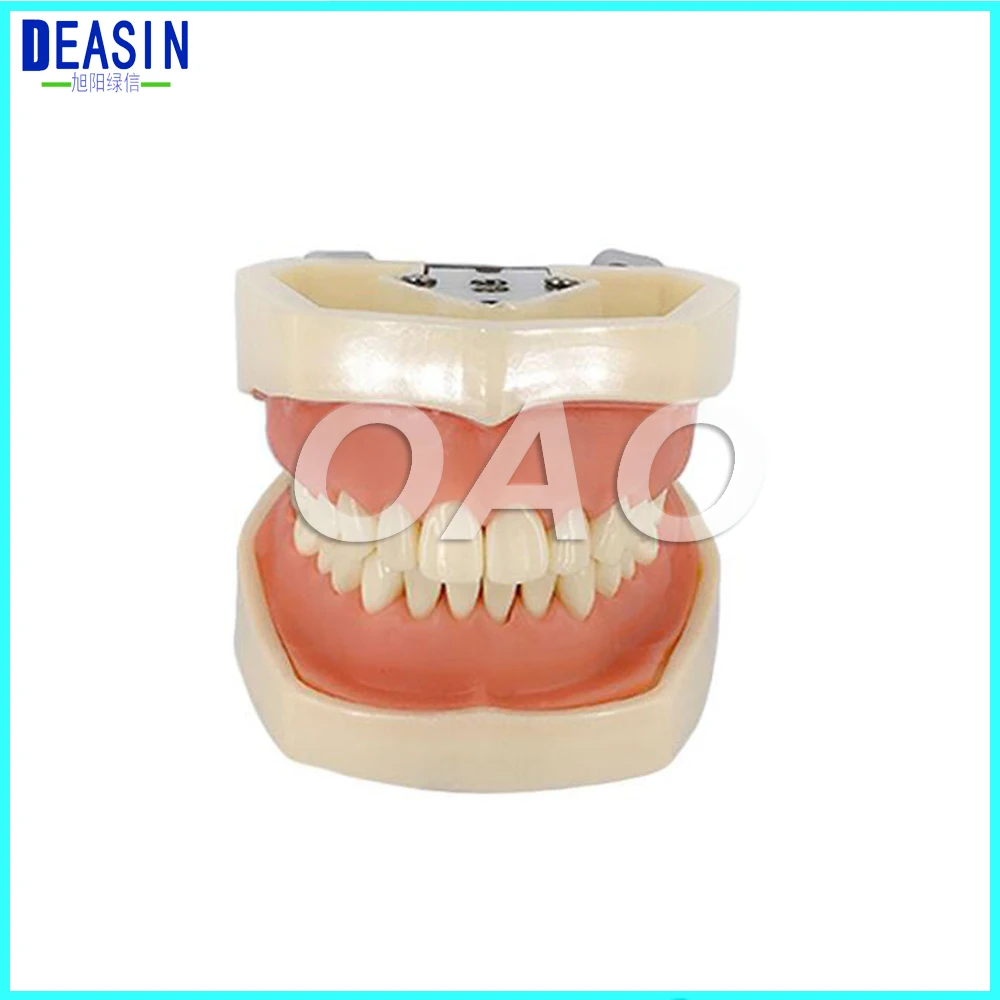 Deasin Dental All Removable Teeth Model 28 pcs New Dental Teeth Model for Dental Practice use Deasin Dental All Removable Teeth Model 28 pcs New Dental Teeth Model for Dental Practice use