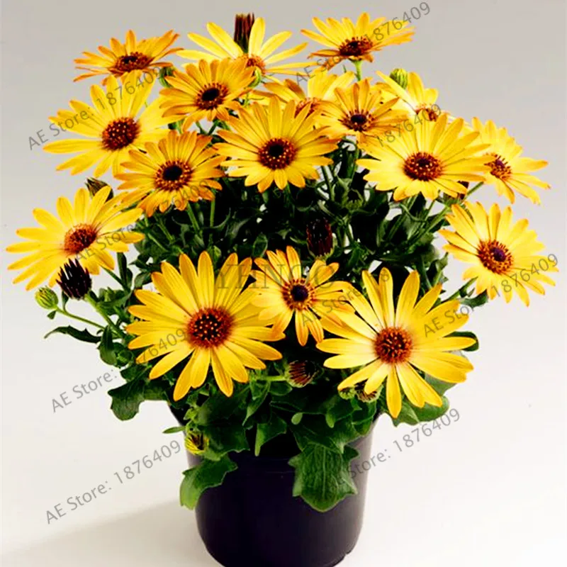 100pcsbagblue Eyed Daisy Flores Osteospermum Plantas Bonsai Flower