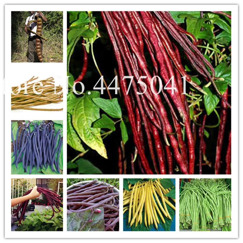 

Sale 50 Pcs Bean Bonsai Organic Delicious Vegetable Plant Phaseolus Vulgaris Plant, Green Beans, Natural Growth, Plant For Home