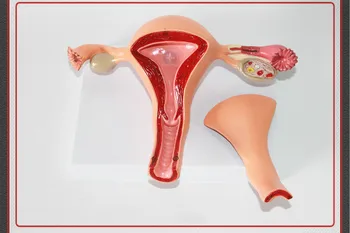 

1:1 Life Size Women Pathological Uterus Anatomical Model Female Internal Genital Organs Model Medical Science Teaching Supplies