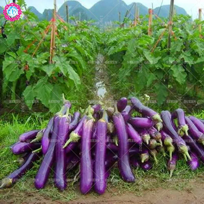 Purple Eggplant Vegetable All Color Bonsai Plant Home Garden 100pcs