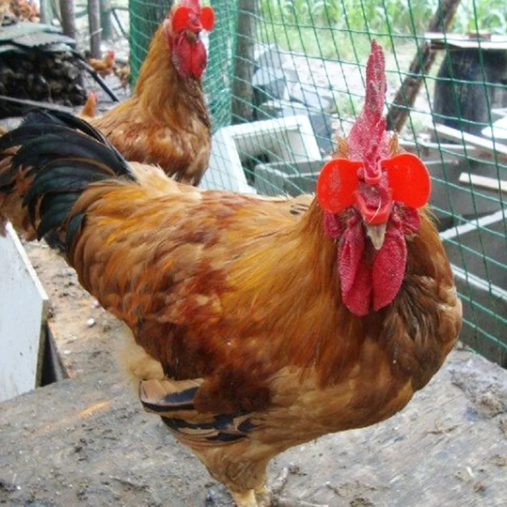 Red Yellow Pinless No Pin Bolt Chicken Peepers Eye Glasses Pheasant Poultry Blinders Spectacle Breed Feed Anti-pecking 12pcs chicken anti pecking glasses