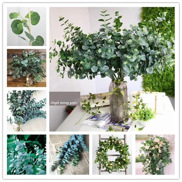 

100 PCS Mexican Giant Eucalyptus Tree Garden Novel Plant Courtyard Woody Plants, Pest Control, Tropical Tree for Flower Pot