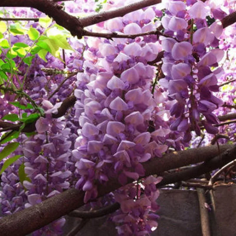 

10Pcs Wisteria Bonsai Rare Wisteria Vine Saplings Fragrant Planttree perennial Indoor Ornamental Potted Plants Home Garden Gift