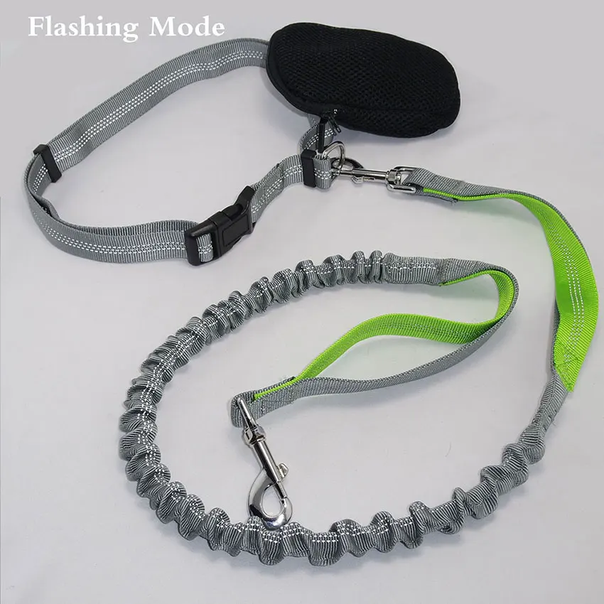 pet dog leash running