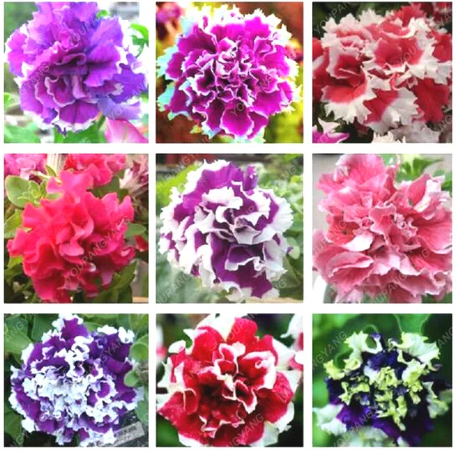 

100pcs/bag Hanging Petunia balcony potted oblique Petunia Flower bonsai Petunia multicolor for home garden decoration