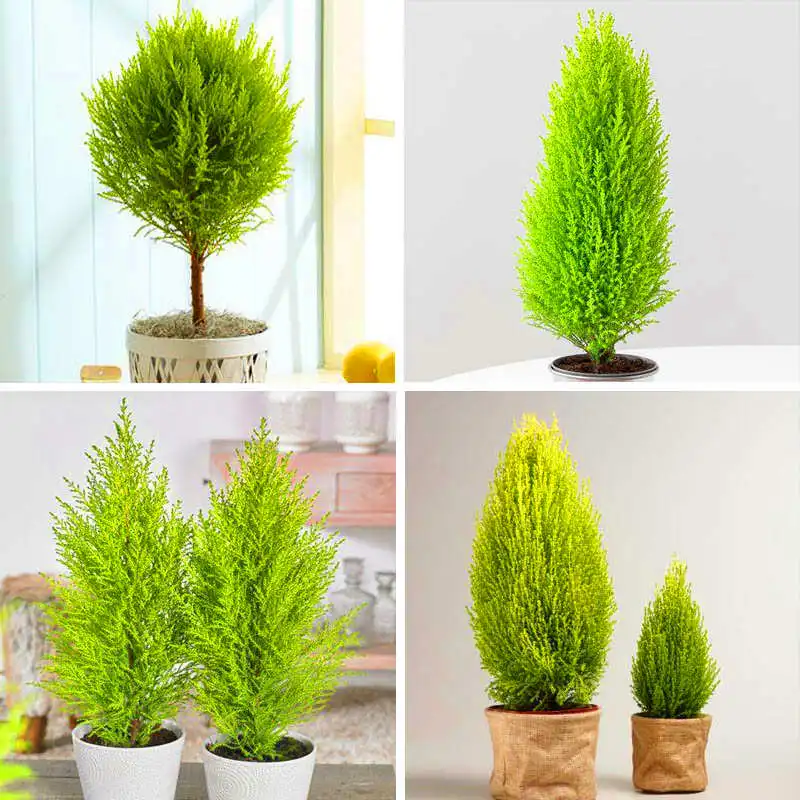 

20PCS mini cypress (Cupressus Sempervirens) tree species popular Hadi plant bonsai for home garden planting decoration
