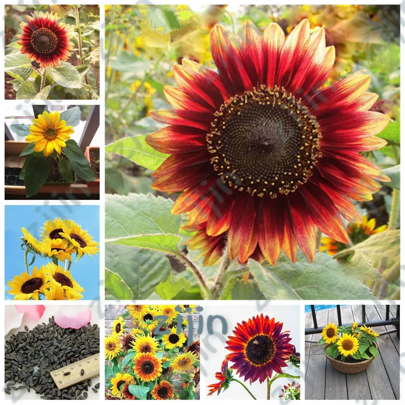 Exotic Sunflower Bonsais Planta Dwarf Bonsai Edible Organic Herbs plants Garden Supplies 50 Pcs