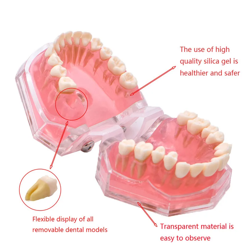 Стоматологическая мягкая модель основы позволяет вытягивать зуб высасывать вытягивать обучающая модель зуба съемные модели зубов
