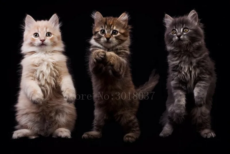 

Diamond Mosaic 5D Diy Diamond Embroidery Three Cats For Exercise Diamond Painting Cross Stitch Floral Rhinestone Decoration Kits