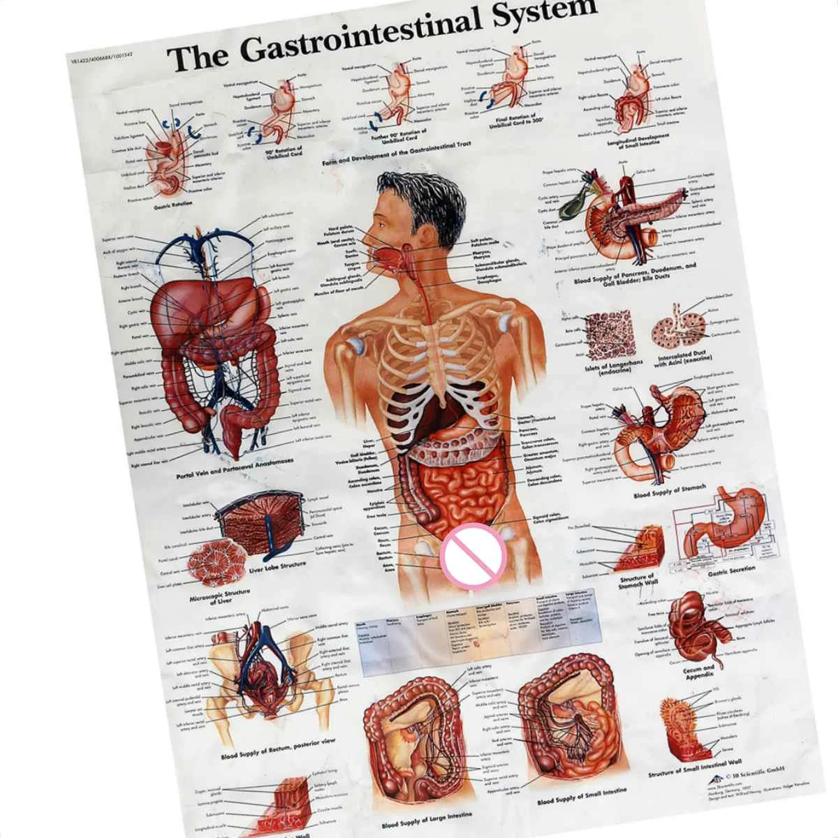 60x80 см Анатомия человека система обучения плакат шелковая ткань картина стены стикеры для медицинских органов желудочно-кишечный образование