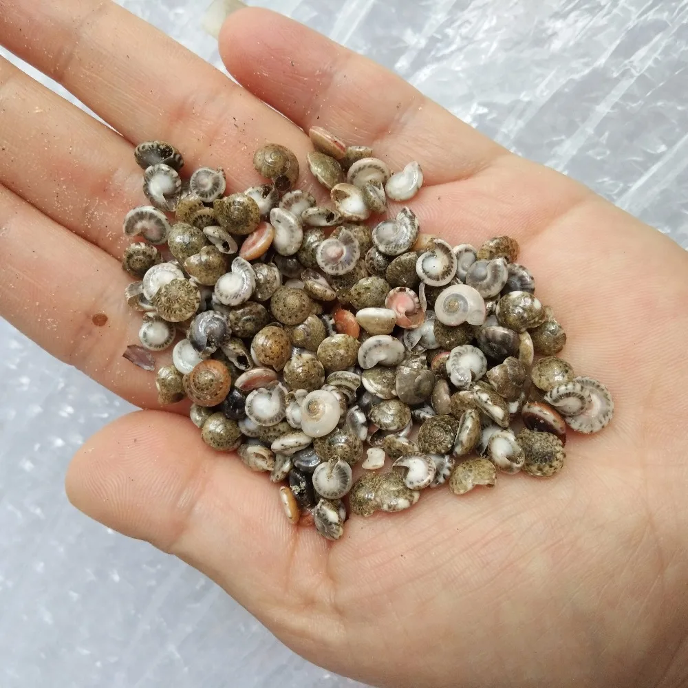 

HappyKiss Fashion 50pcs/Lot Small Miscellaneous Conch Natural Craft Sea shell Aquarium Fish Tank Landscape Home Decor DIY Materi