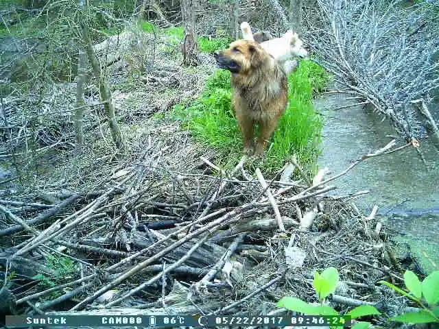 Wildlife Hunting trail camera HC 300M 2 TFT IR Hunting Camera LCD Screen wildlife detector Night vision wild camera (161)