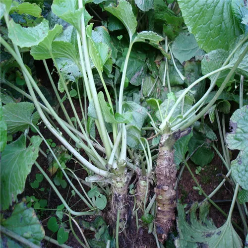 Outdoor & Gardening Seeds & Seed Bombs Japanese Horseradish Seed Vegetable Seeds Bonsai Plant