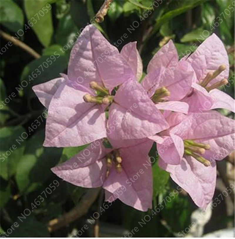 100 Pcs/Bag Colorful Bougainvillea Plant Perennial Bougainvillea Spectabilis Willd Planta Garden Bonsai Flower Pot Plant