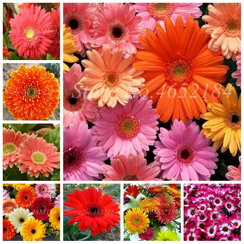 

New 50 pcs/ bag Bonsai Gerbera Daisy Plants Rare Potted Outdoor Chrysanthemum Flower Long Flowering Period for Home Garden Decor