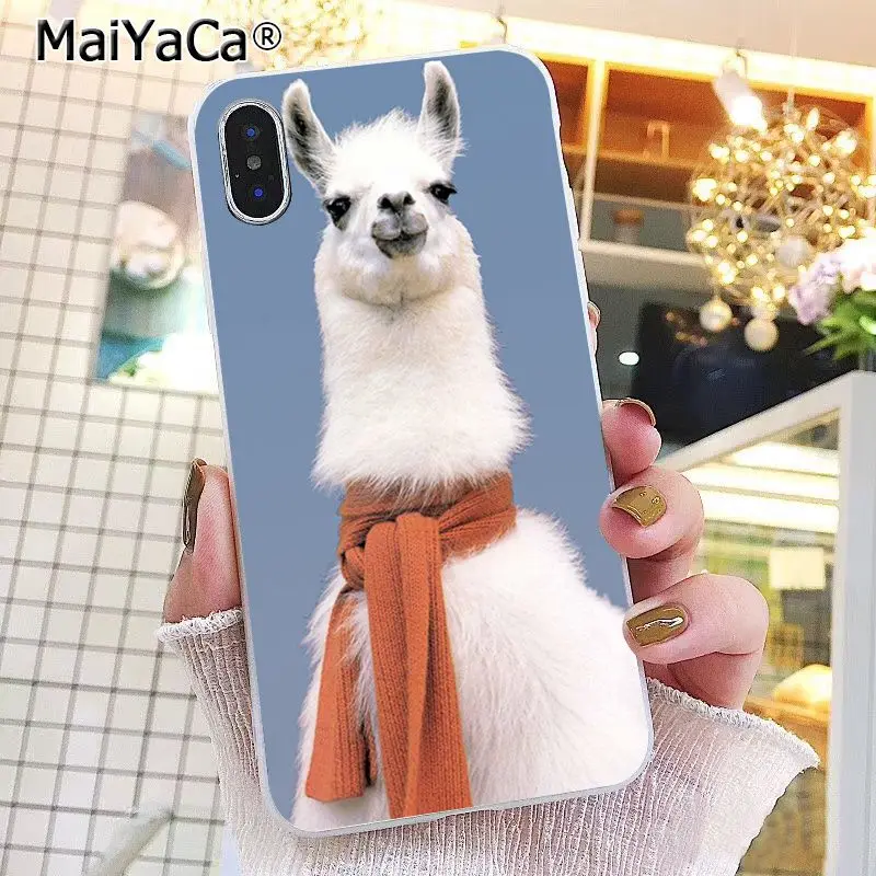 Lama Llama Alpacas Animal