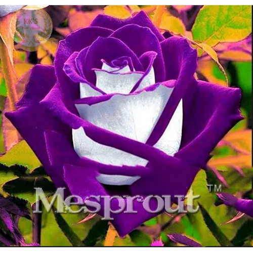 

Time-Limit! 100 Particles a Large Collection of All Kinds of Rare Rose Bonsai Perennial Flowers 14 Varieties of Roses