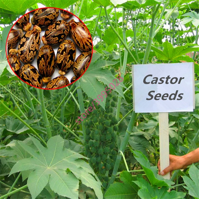 Castor Bean Seeds 10Pcs Best Seeds Online Free Shipping Worldwide