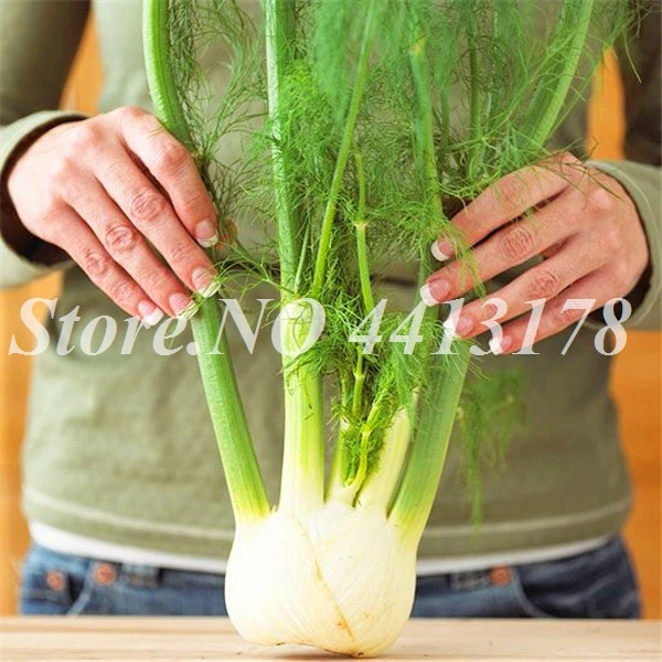 Europe Fragrant Fennel Bonsai Fresh & Green Organic Vegetable Anise