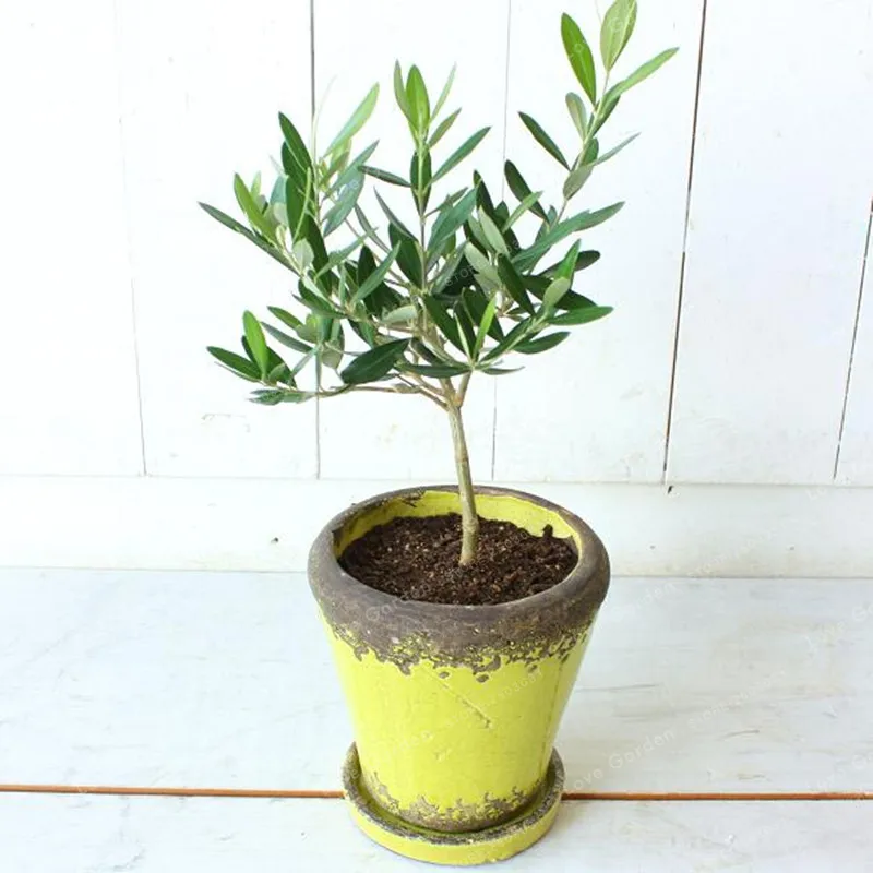 10PCS Rare Olive Bonsai Tree (Olea Europaea) plant Bonsai Fresh Exotic Tree plant Mini Olive Tree Olive Bonsai Garden Supplies 10PCS Rare Olive Bonsai Tree (Olea Europaea) plant Bonsai Fresh Exotic Tree plant Mini Olive Tree Olive Bonsai Garden Supplies