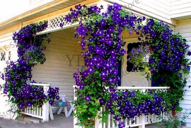 Акция потери! настоящий цвет смешивания Clematis сад, Clematis цветок,(не Clematis луковицы), уличное растение, естественный рост, бонсай домашний G