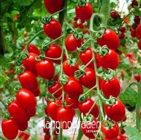 Ограничение по времени! 50 шт./лот томат бонсай итальянского дерева "Путешествие L Crop" растение* гребень S/H,# I7NUN1