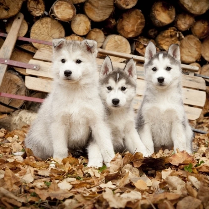 Three Siberian Husky Puppies Sit In Leaves With Runner Sled And Woodpile In The Background  Alaska  Autumn (17 x 11)