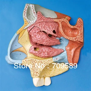 

ISO Anatomical Median Sagittal Section of Nasal Cavity Model