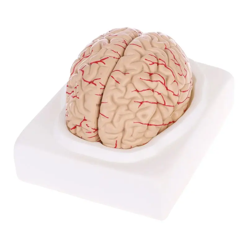 1 шт. разобранный анатомический мозг Модель анатомический медицинский обучающий инструмент ПВХ