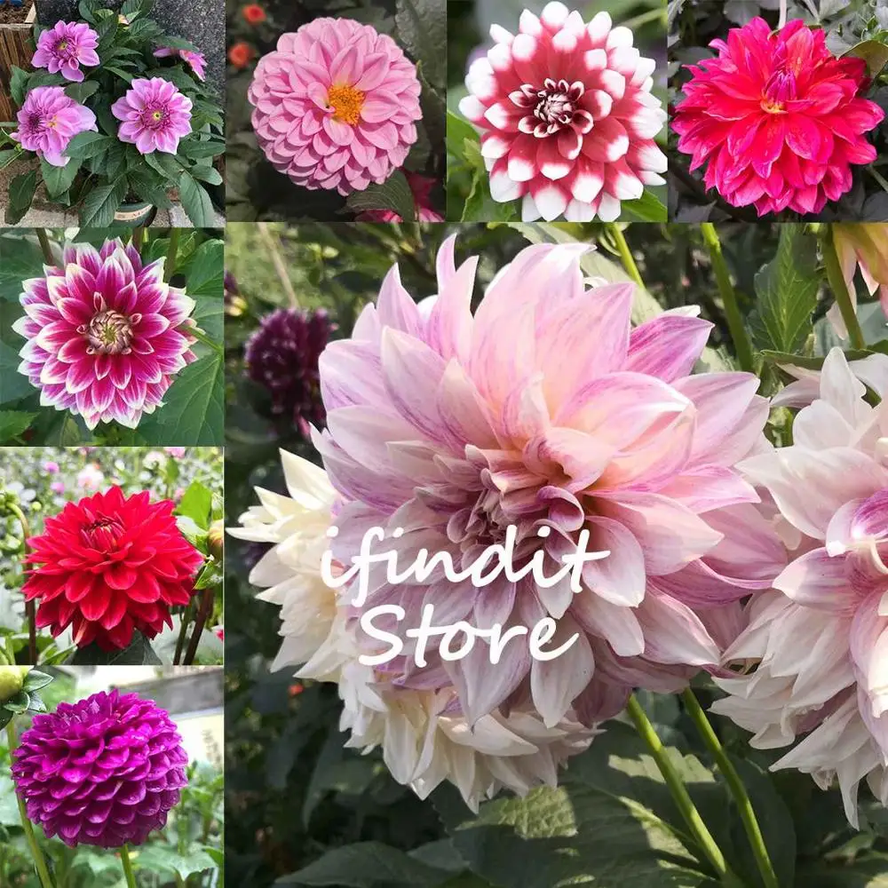 

50pcs Bonsai Colorful Dahlia Flower Dahlia Bonsai Outdoor Tree Charming Bonsai Flower(Not Dahlia Bulbs)Home Garden Potted Plant