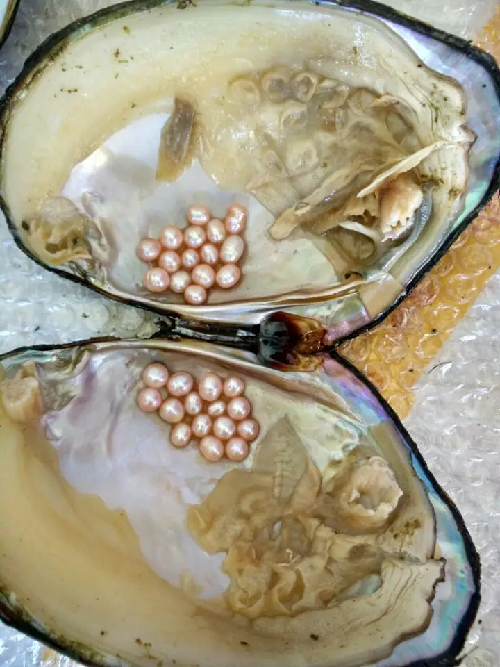 10 шт. Большой жемчуг Oyster Monster Pearl удивительный натуральный пресноводный в