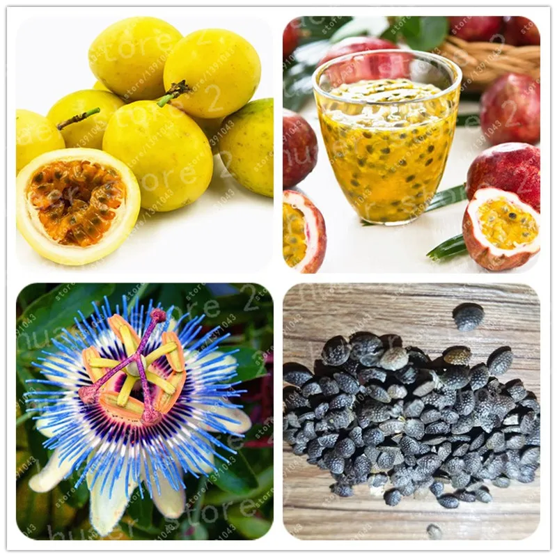 

20 pcs/ passion fruit Rare flower plant Passiflora fruit Diy Potted Plant Passion flower for Home Garden plant
