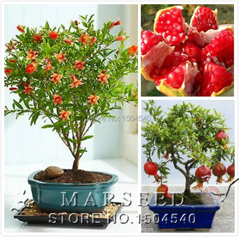 20 pcs/bag bonsai Pomegranate seeds home plant Delicious fruit seeds sweet