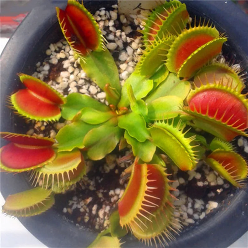 

LF Sxsounai 20pcs/bag Flowers And Plants Bonsai Summer Dionaea Muscipula Bonsai Easy Planting Balcony Home Garden Horticultural