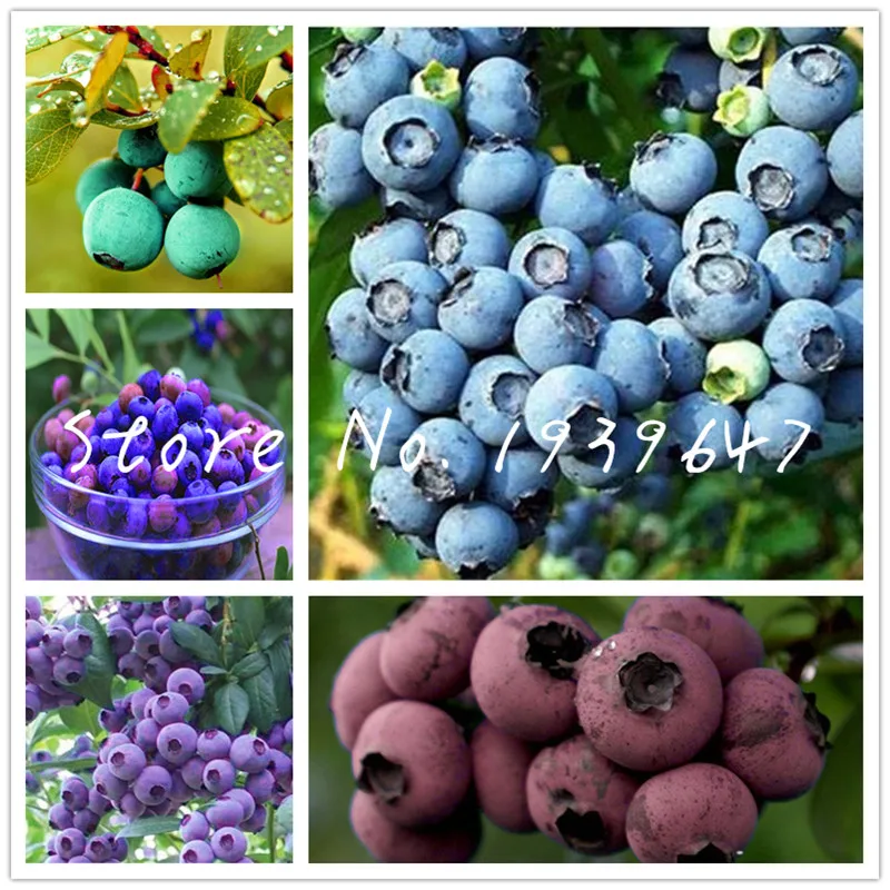 

Blueberry bonsai 100 pcs Mini fruit tree Highbush Blueberries DIY Countyard Bonsai plants for home & garden easy to grow