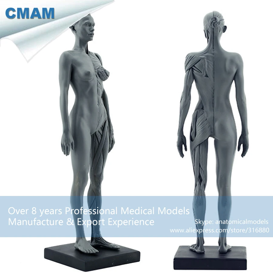 

CMAM-PRC02 30cm Human Female Model Anatomy Skull Head Muscle Bone Medical Artist Drawing Skeleton for Sale
