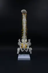 Позвоночник человека Bone модель скелета 45 см сидя модель для медицинской реабилитации обучение, позвоночника модель, позвоночник человека