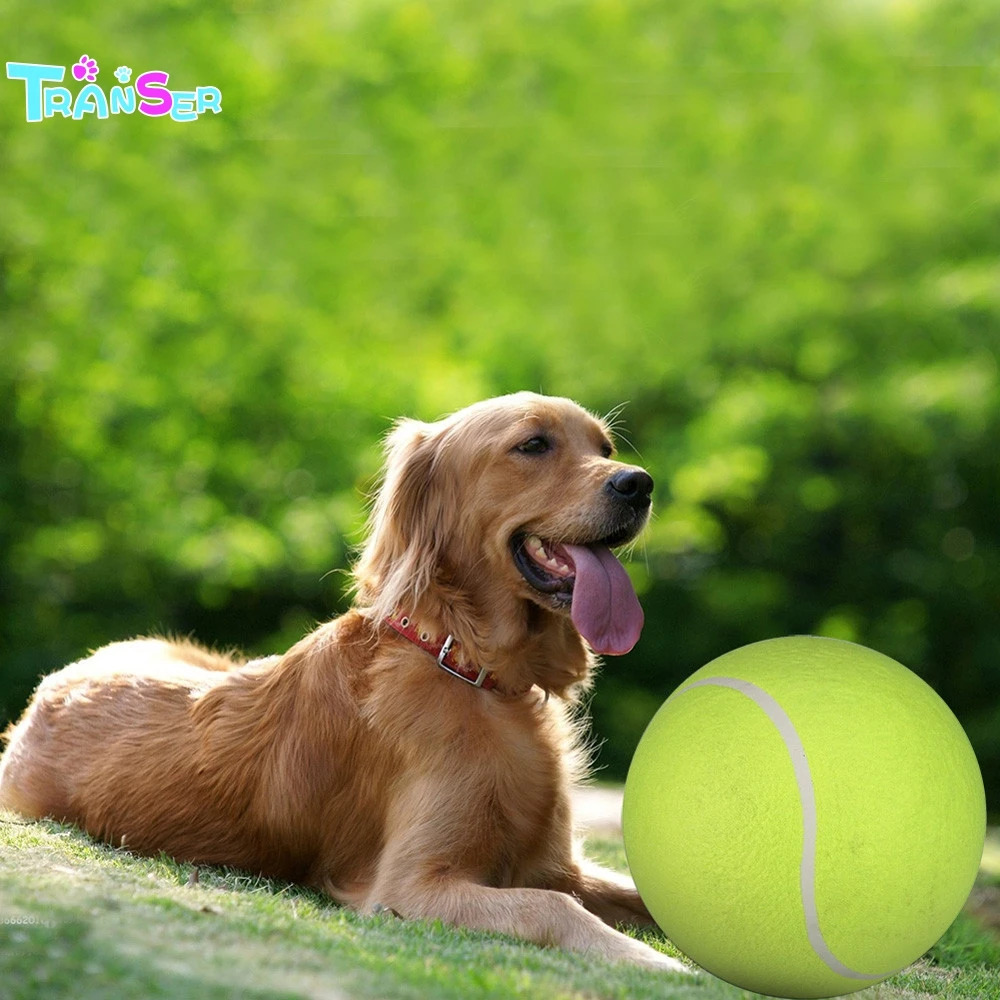 outdoor toys for dogs
