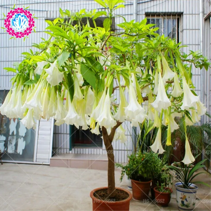 

100pcs Bonsai Mandala flower bonsai datura tree potted plants perennial beautiful flowering plant for home garden plants