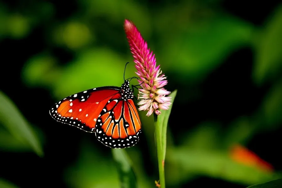 Kupu Warna Alam Hewan Hutan Pohon Hdr Ultrahd Hitam Putih