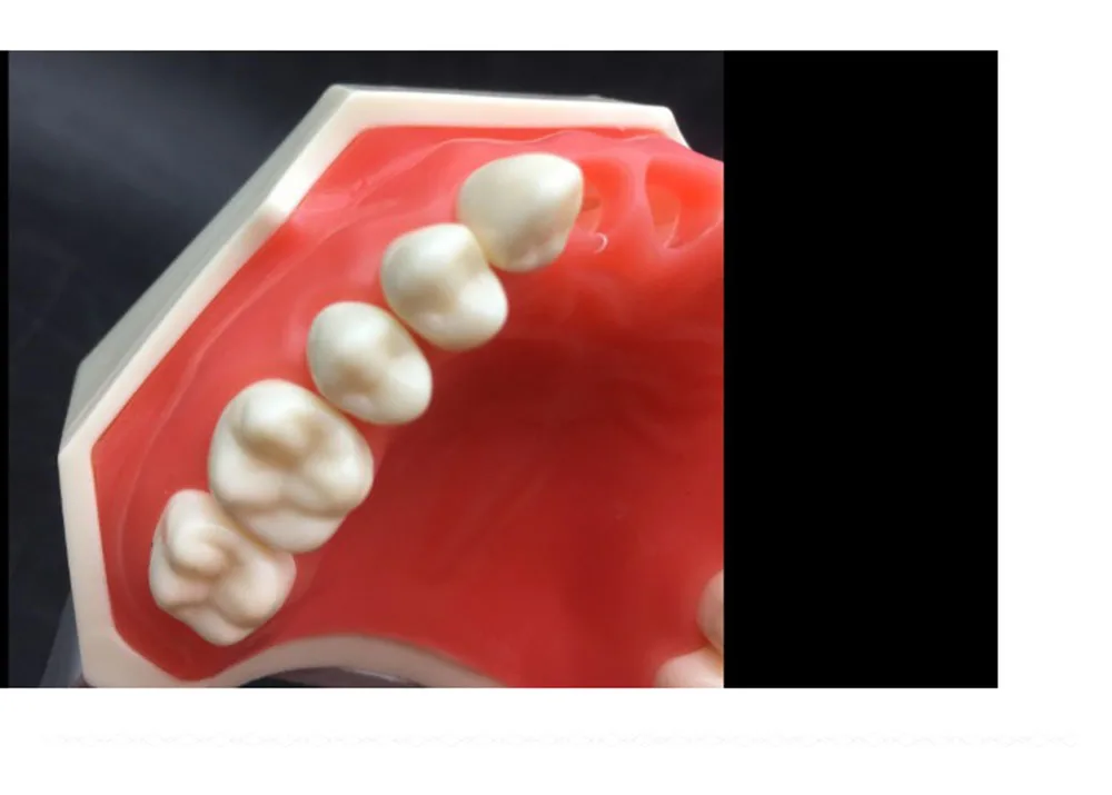 1 шт. мягкая резинка все съемные Стоматологическая модель зубов 28 шт. зубы Стоматологическая модель для нового стоматолога тренировки в школе