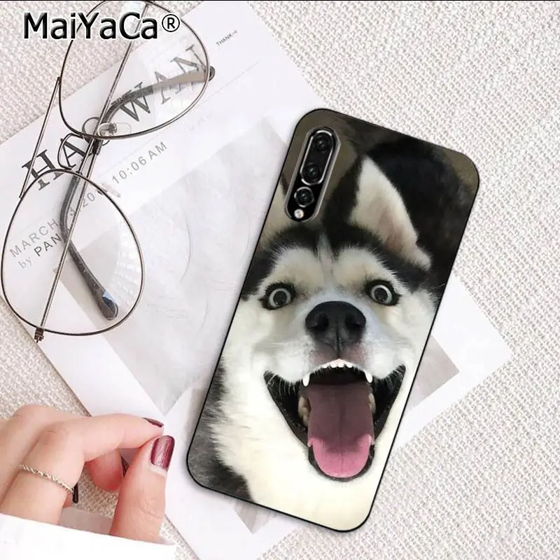 Cute Dog Husky