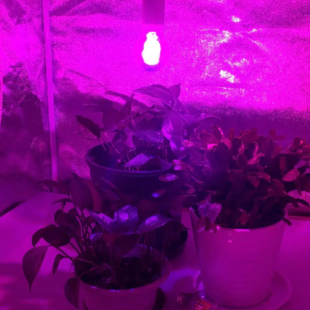 LED Grow Light Bulb 4
