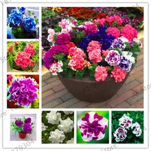 Подлинный! 100 шт./пакет Петуния flores, двойной многоцветная Петуния с двойными лепестками цветок растения, многолетнее растение бонсай растения для дома и сада легко Гро