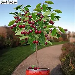 Распродажа! Японский Cherry Плодовое дерево натуральные фрукты цветет завод Сакура Grove горшечных растений для дома сад бонсай цветы 20 шт